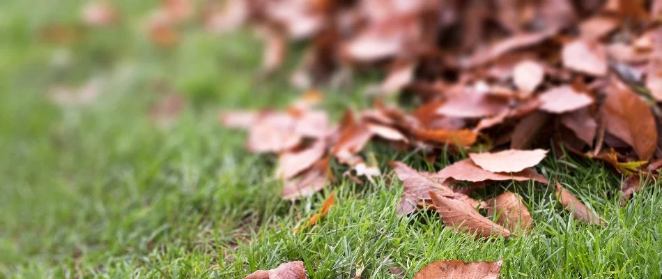 Brown leaves on grass in Ann Arbor, MI.