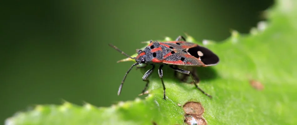 Green leaf in Ann Arbor, MI, with a chinch bug.