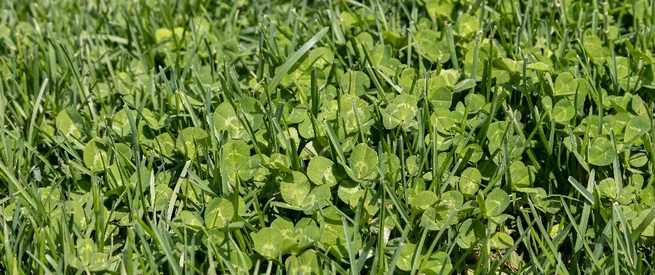 Clover weeds on a lawn in Ann Arbor, MI.