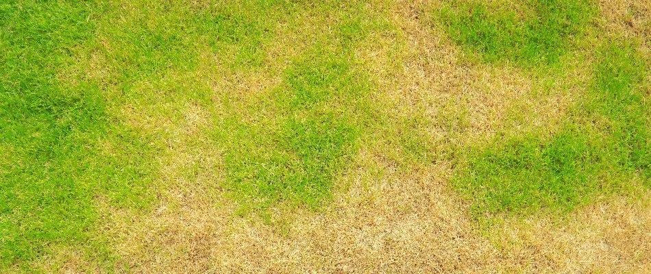Grass in Ann Arbor, MI, with brown patch disease.