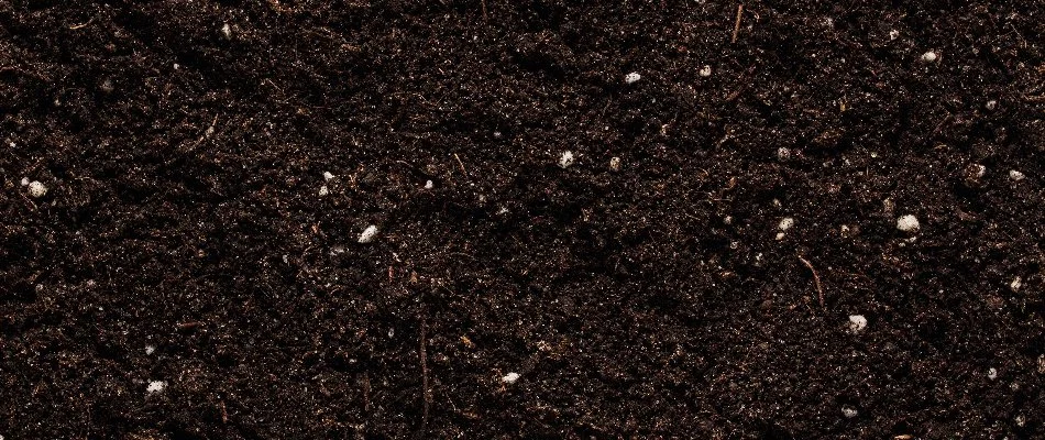 Soil with small roots in Ann Arbor, MI.